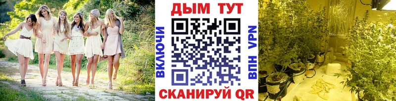 Купить где  Заринск  МАРИХУАНА ГИДРОПОН 